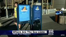 Pier 39 Sea Lions Have Mysteriously Disappeared