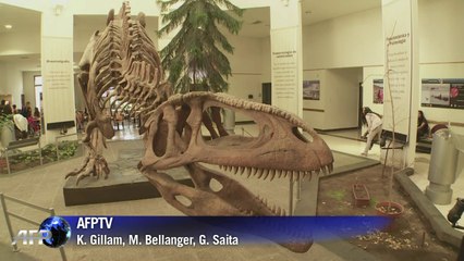 Bones from largest dinosaur ever displayed in Patagonia