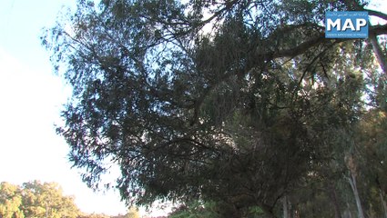 les adeptes du parc Ibnou Sina appliquent  l' adage "Un jour de sentier une semaine de santé" 