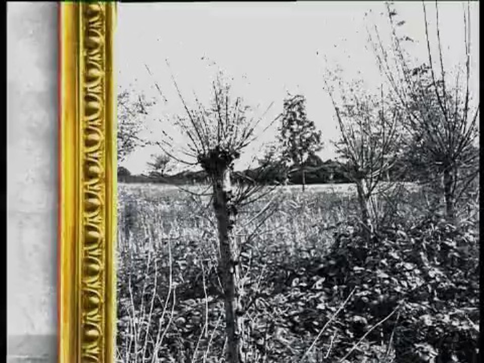 Sometree - norwood