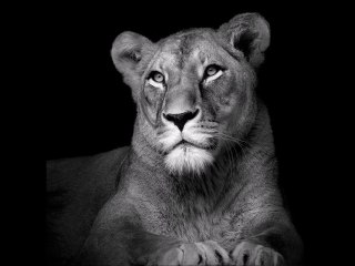 Radioactive Cover- Imagine Dragons -Justine M.