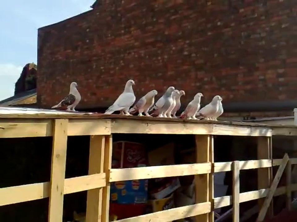 mardinlerim- ingiltere