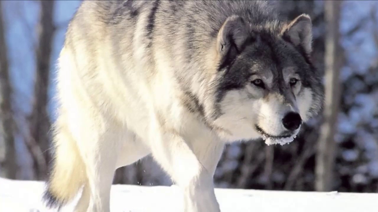 les loups immortels-celtic music -wolf blood v6-stormfall age of war-fb