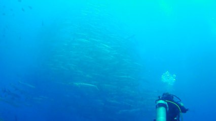 Barracuda tornado in Sipadan I