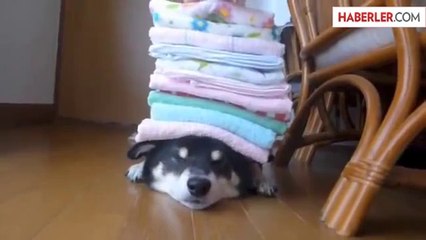 Köpek, Üstünde Çamaşır Taşıdı
