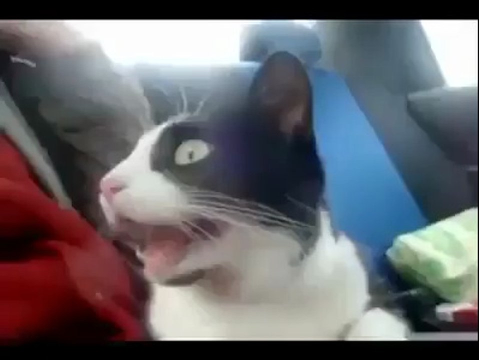 Turbo ile tanışan şaşkın kedi