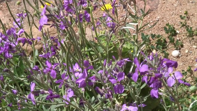 Randonnée sur le Mare e Monti, en Corse