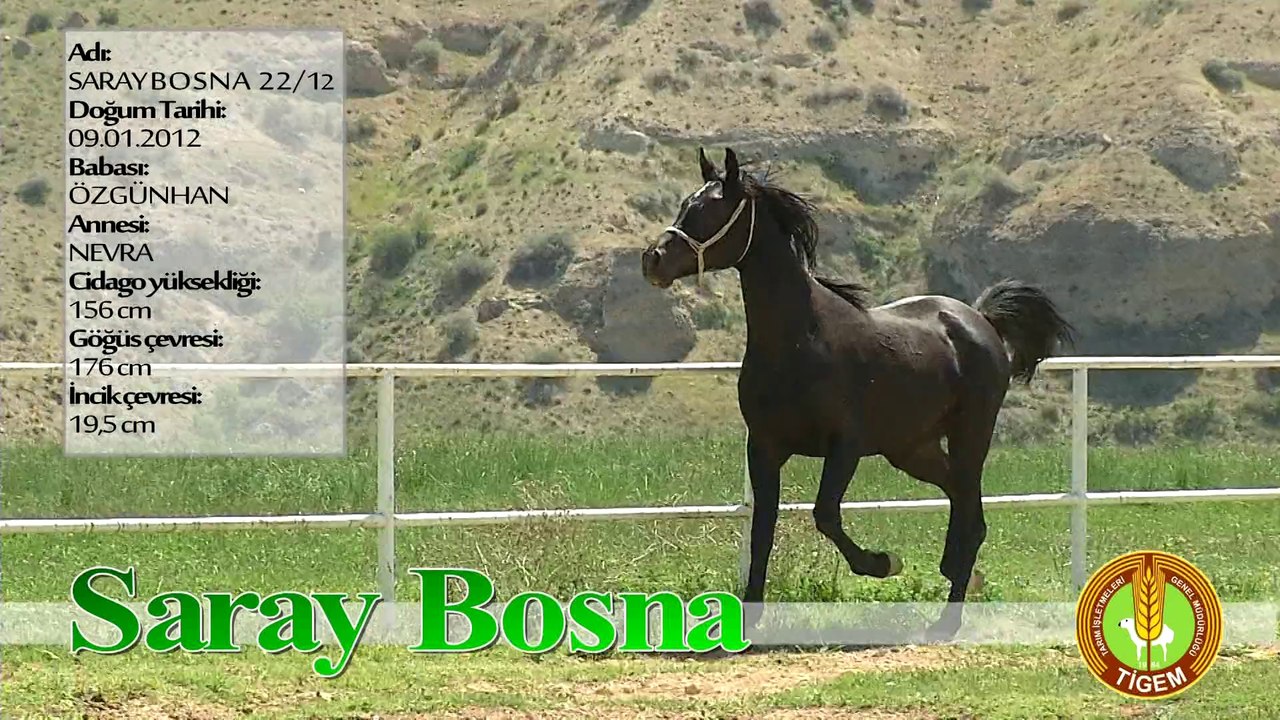 SARAYBOSNA