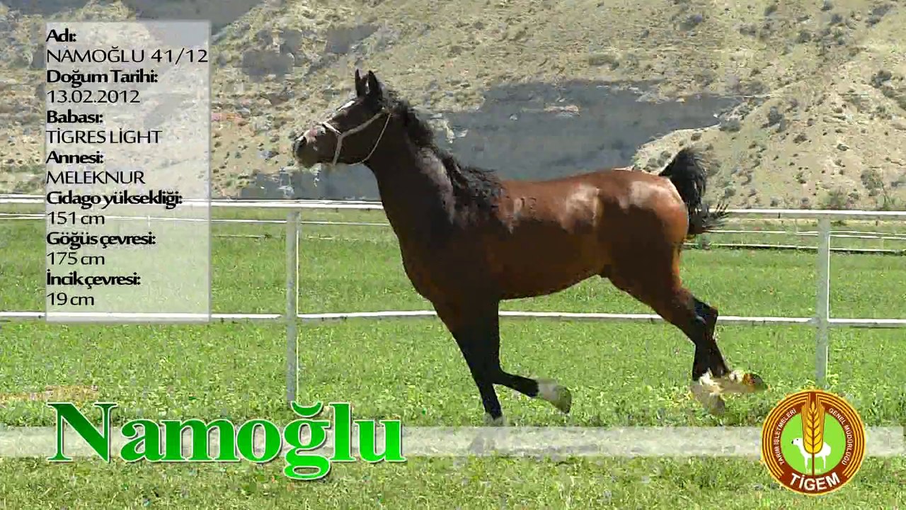 NAMOGLU