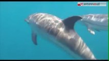TG 01.07.14 Il Golfo di Taranto si conferma nursery per i delfini