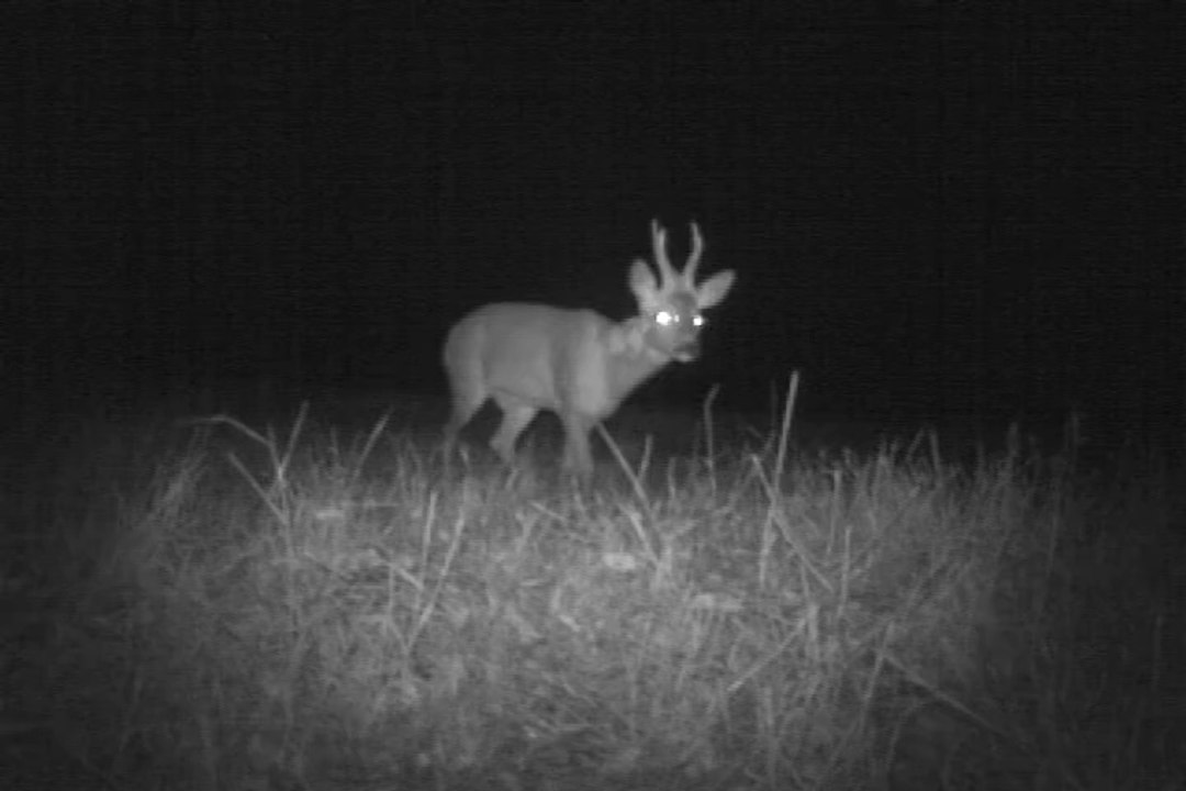 Chevreuils en promenade de nuit