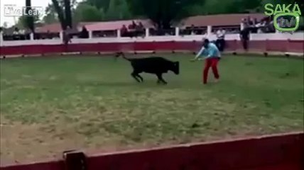 Koşan Adama Kafa Atan Boğa