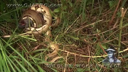 Anakondanın Domuz Avı