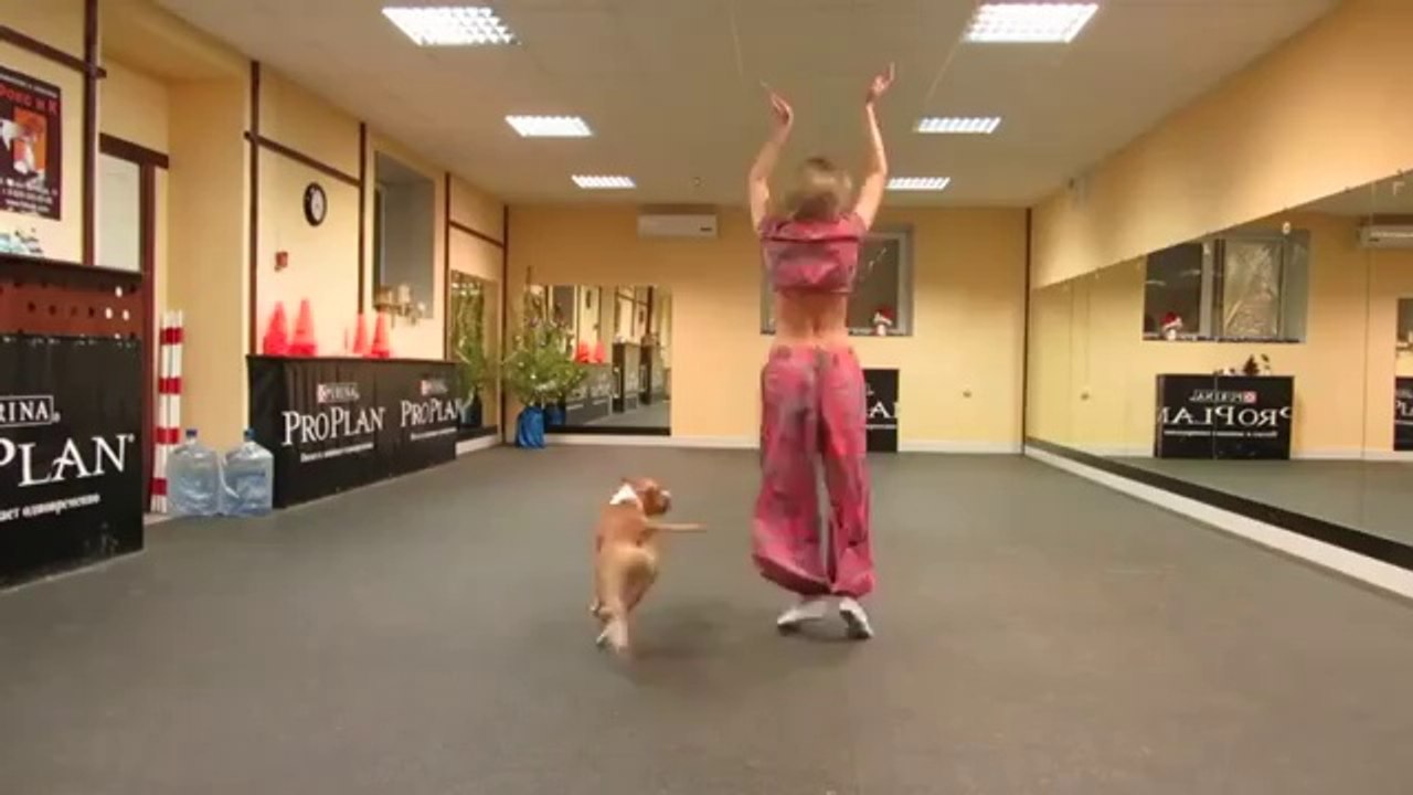 Un Pitbull qui danse... Choré de chien!