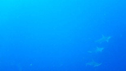 Hammerhead sharks in Sipadan II