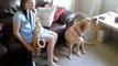 Cute Dog Does Not Like the Saxophone