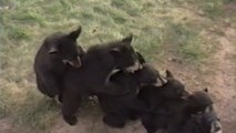 Funny Bears Doing Human Things - Hilarious animal compilation!