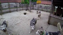 Vivre avec 17 Husky - Moment magique avec des chiens magnifiques... GoPro