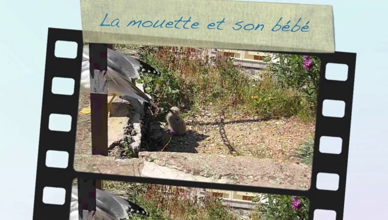 La mouette et son bébé
