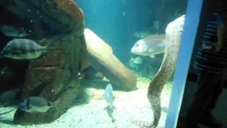snail fish in aquarium france