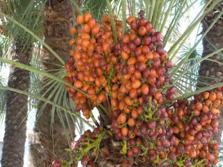 Benefits of Dates or Palms in Ramzan