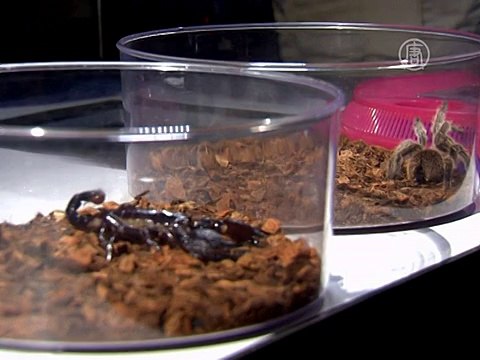 Понять пауков предлагают в музее Нью-Йорка