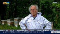 L'insolite du jour: Donner un toit aux abeilles en parrainnant une ruche, dans Paris est à vous – 02/07