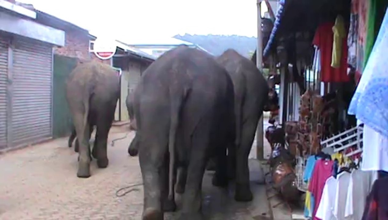 passage du troupeau des éléphants à Pinnawela (orphelinat des éléphants)