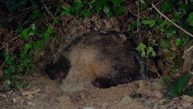 Le blaireau (Le Tour de France de la biodiversité 1/21)