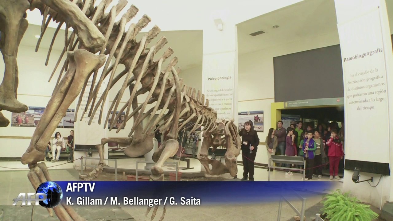 Knochen des weltgrößten Dinosauriers ausgestellt