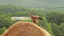 La Buse variable (Le Tour de France de la biodiversité 7/21)