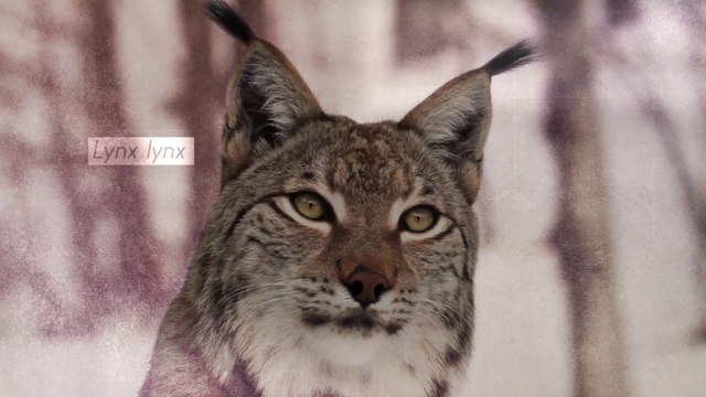 Le lynx (Le Tour de France de la biodiversité 10/21)