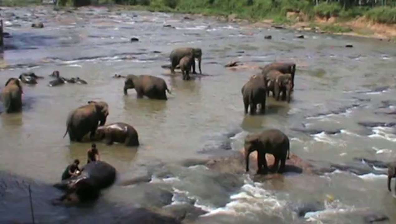 Bignade bébés éléphants : Pinnawela elephant orphanage