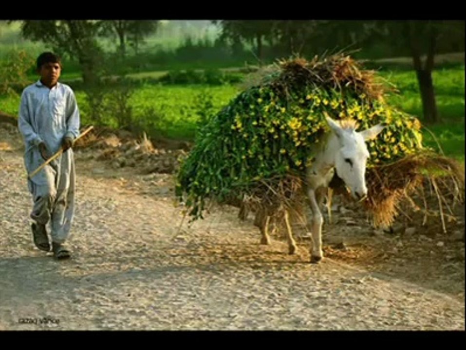 waseem wahla