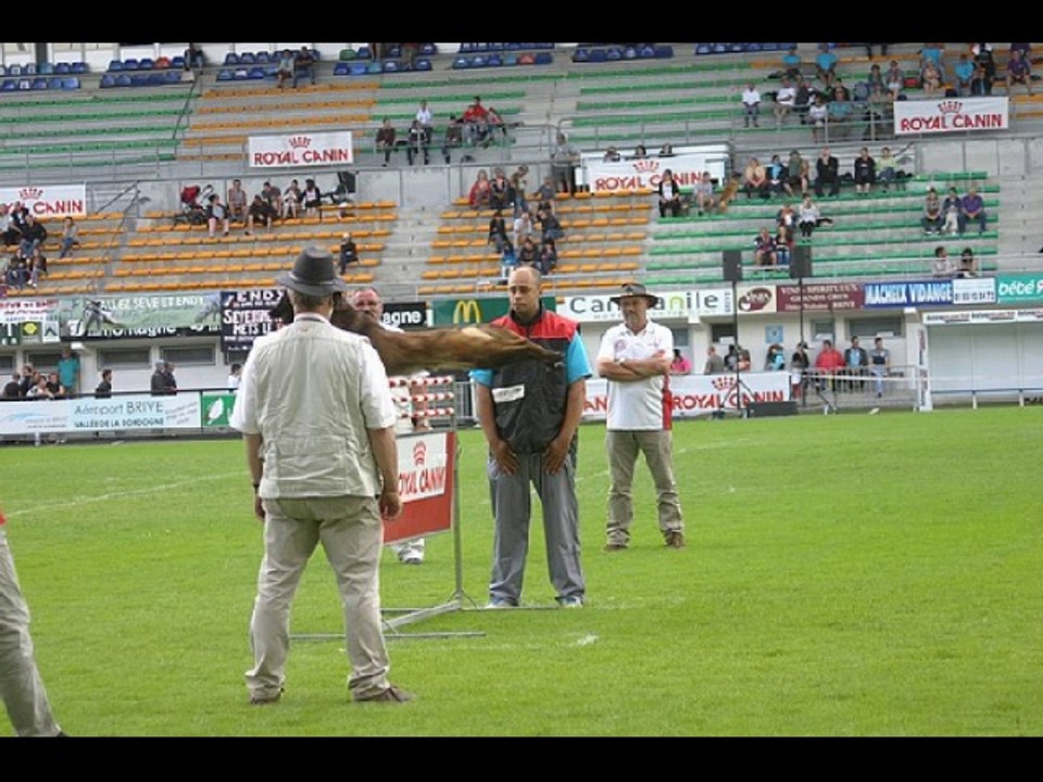 Championnat de France ring 2014 à Brive