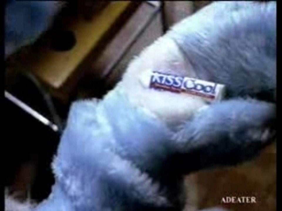 kiss cool lapin
