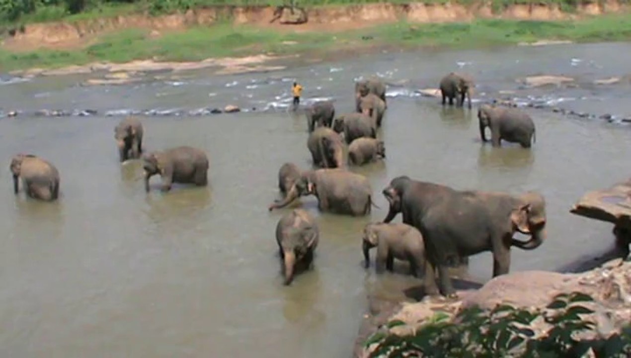 Pinnawela (elephant Orphanage) : jeune éléphant au bain