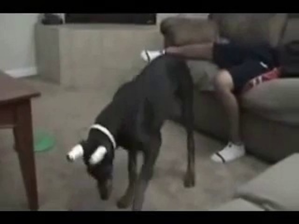 a pet dog can be naughty