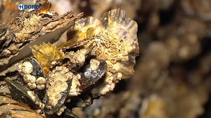 Sluizen bij Lauwersoog voor even drooggelegd - RTV Noord