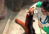 Red Panda Performs Tricks