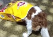 Dog Gets Head Stuck in Bag, Falls Down Stairs
