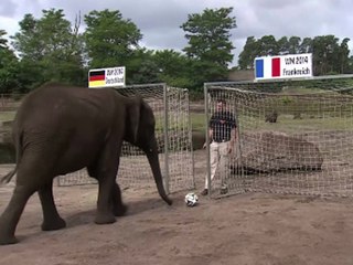 Raw: Elephant predicts Germany World Cup win