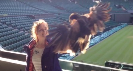 Rufus the Hawk keeps Wimbledon pigeon-free