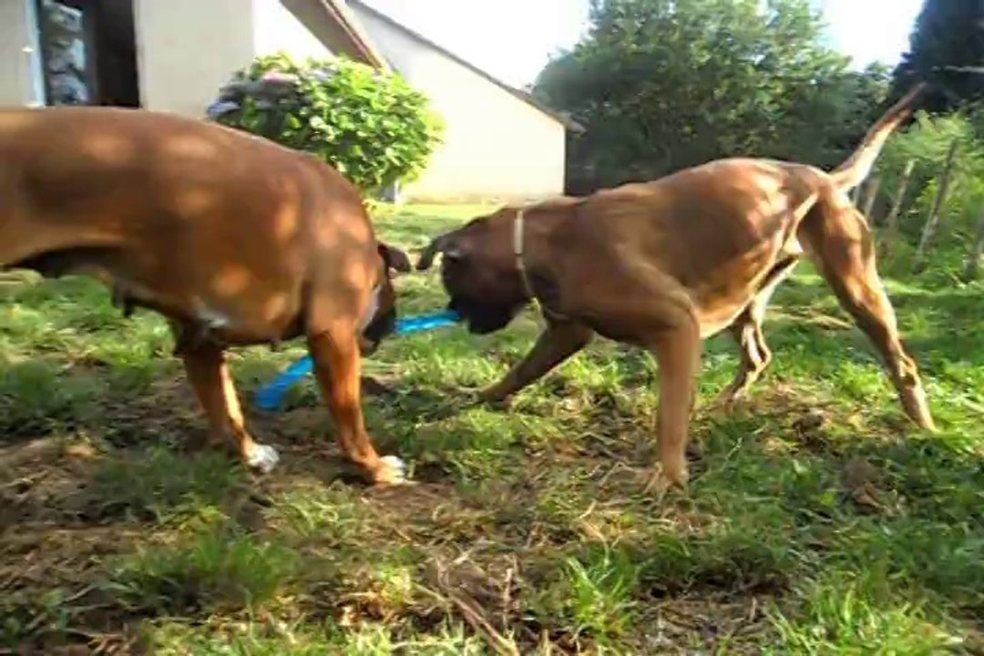 Geisha des Steppes Perdues (CHEYENNE de SAINT QUINIS X UCELLO du DOLON / Portée des "G" 2011) & Iowa du Ranch de la Rivière Espérance.