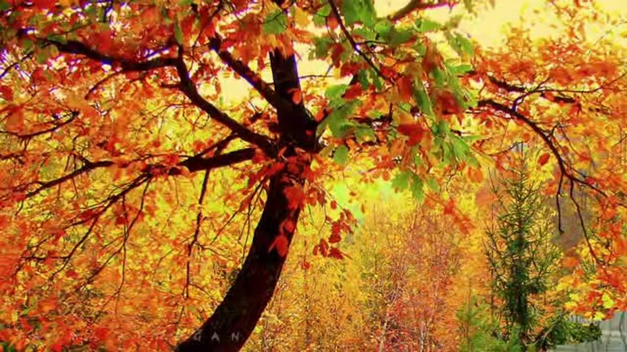 FAHRİYE EVCEN-BAHÇADA YEŞİL ÇINAR