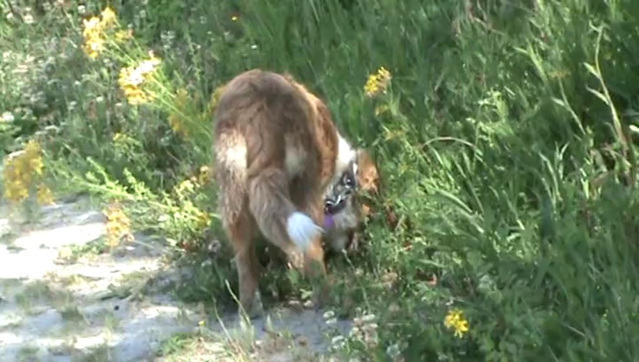 Berger Australien Indi ( 5 mois et demi) 2014