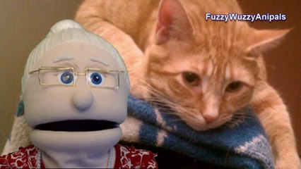 Do All Cats Purr Animal Facts