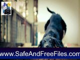 Download Cat And Dog Screensaver 1.0 Serial Key Generator Free