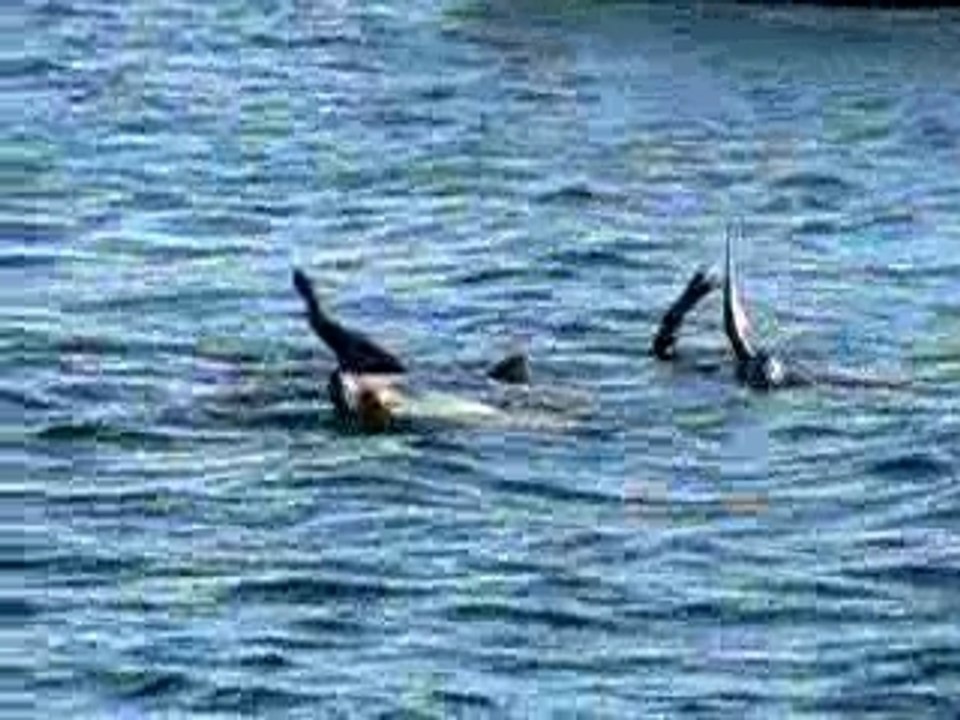 Sieste lions de mer 2