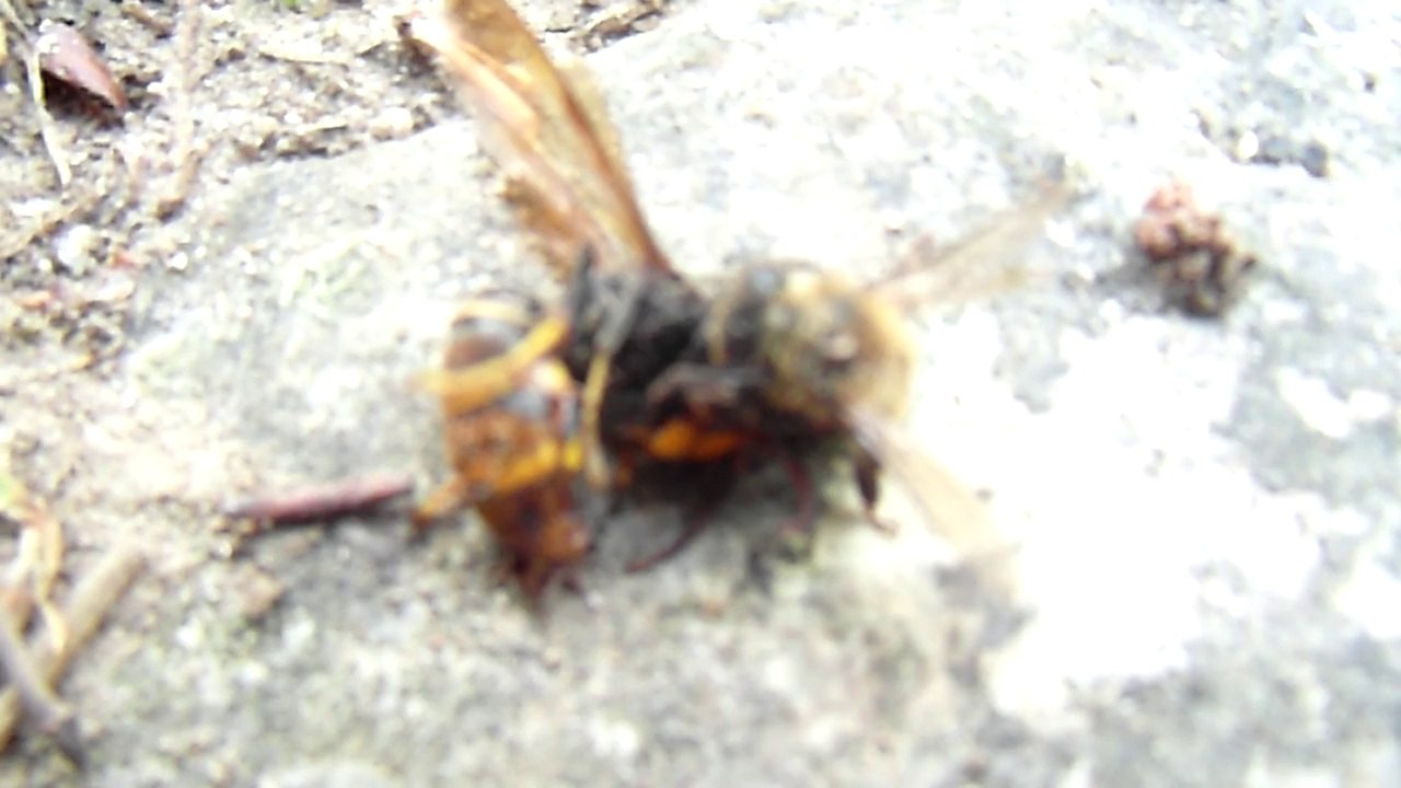 Combat abeille contre frelon asiatique  1/2